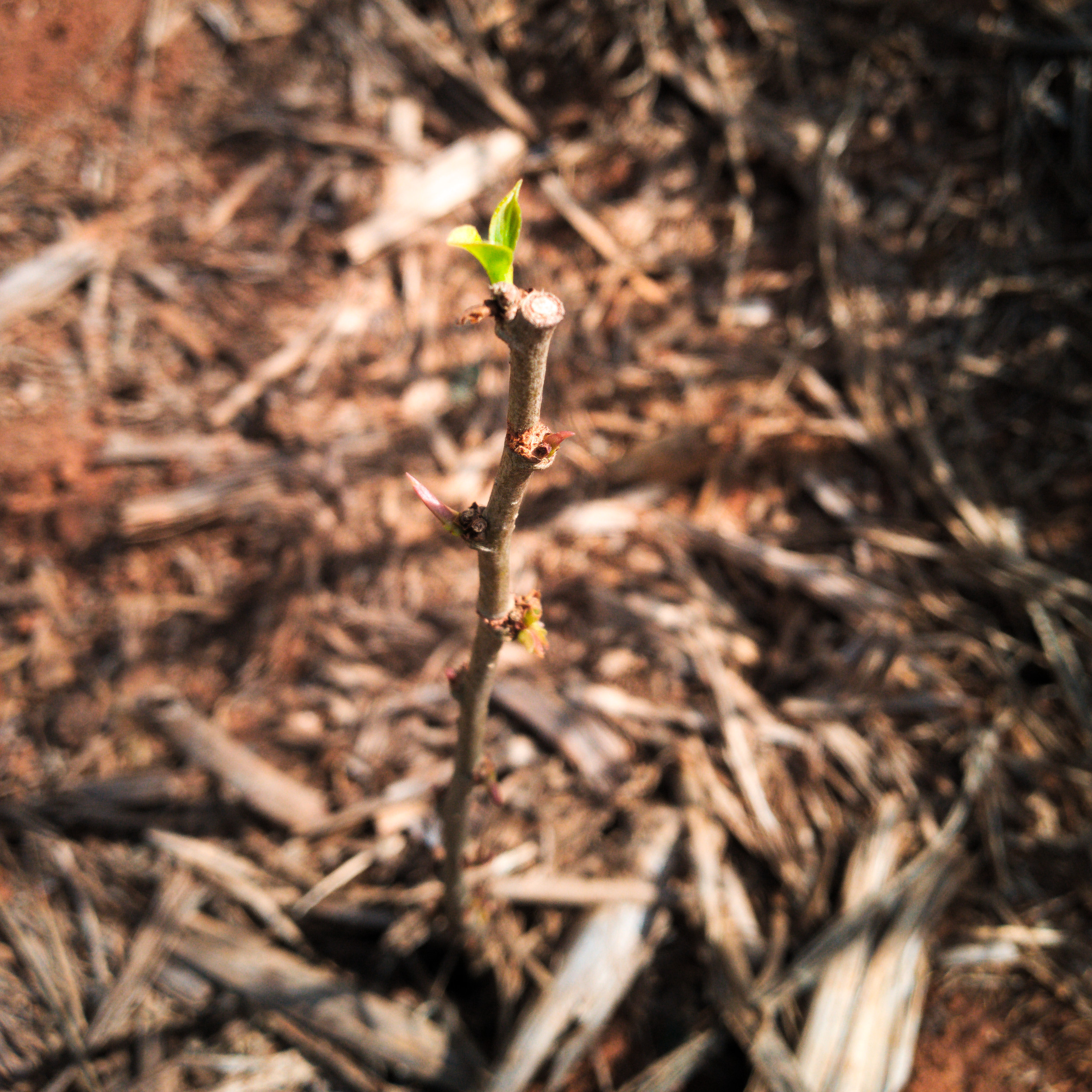 Morreu, não morreu?