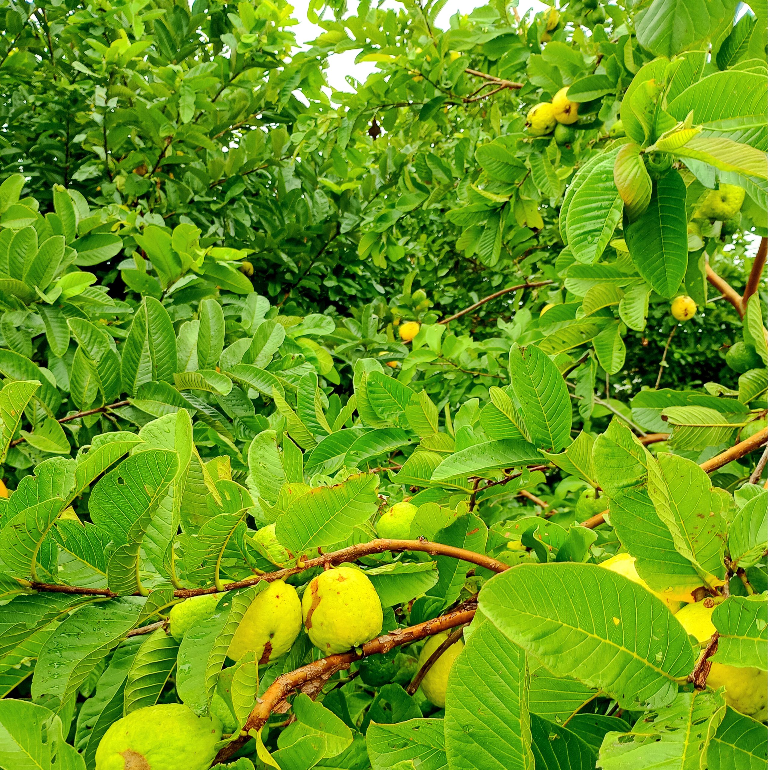 Goiaba para humanos e outros