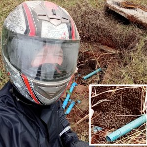 Abelhas, muitas abelhas